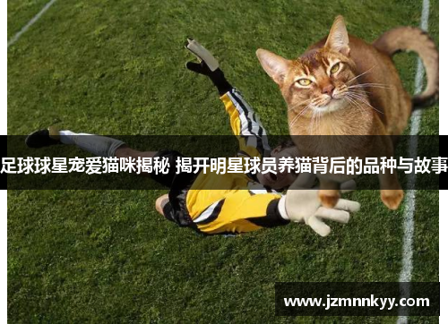 足球球星宠爱猫咪揭秘 揭开明星球员养猫背后的品种与故事